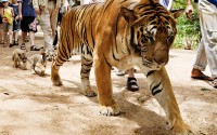  Wildlife Photographer of the Year 2012