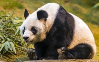 Ocean Park Hong Kong:      