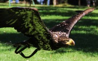      Wildgehege Hellenthal