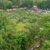 Рушатся огромные 20 метровые деревья, которым по 50 лет