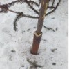 Красноярск готовится к приезду Путина