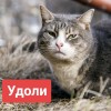 Первое дело об "оскорблении власти"