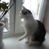 Совсем не новогодняя история о мошенниках
